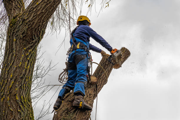 How Our Tree Care Process Works  in  Burnsville, MN