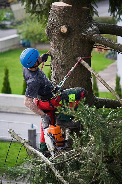 Best Tree Maintenance Programs  in Burnsville, MN