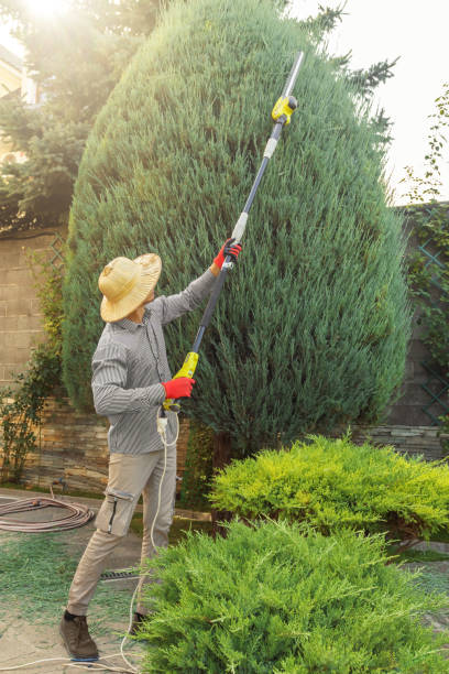 Best Commercial Tree Services  in Burnsville, MN