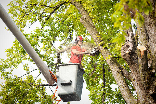 Best Hedge Trimming  in Burnsville, MN